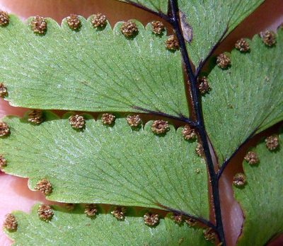 Adiantum fulvum, photographed by Peter de Lange