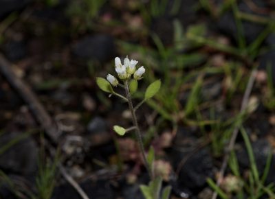 Tomostima platycarpa, photographed by Michelle W. （鍾偉瑋）