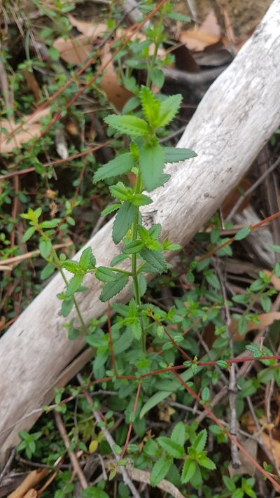 Gonocarpus teucrioides, photographed by Yoav Daniel Bar-Ness