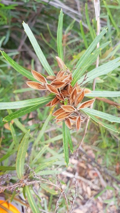 Orites diversifolius, photographed by Yoav Daniel Bar-Ness