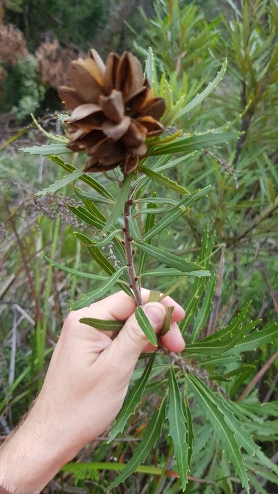 Orites diversifolius, photographed by Yoav Daniel Bar-Ness