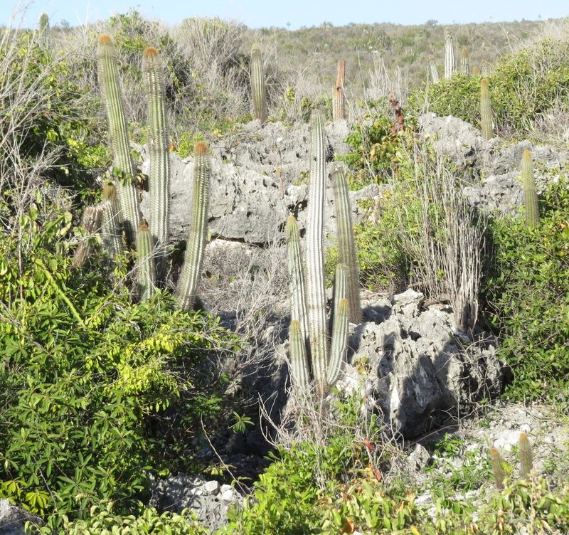 Pilosocereus jamaicensis, photographed by Millie Basden