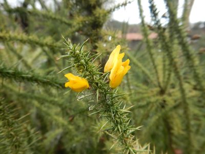 Ulex minor, photographed by Duarte Frade
