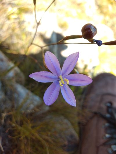 Bobartia lilacina, photographed by Seth Musker