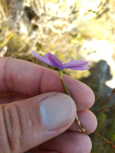 Bobartia lilacina, photographed by Seth Musker