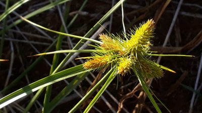 Cyperus aggregatus, photographed by Fernando Sessegolo