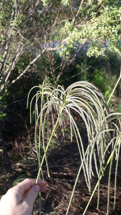 Eustachys distichophylla, photographed by Fernando Sessegolo