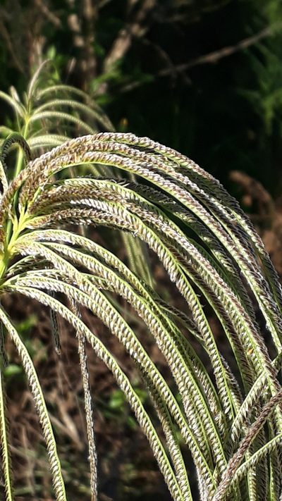 Eustachys distichophylla, photographed by Fernando Sessegolo