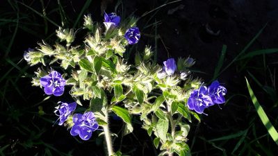 Hydrolea spinosa, photographed by Fernando Sessegolo