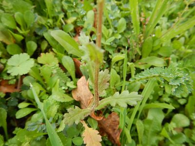Senecio lividus, photographed by Duarte Frade