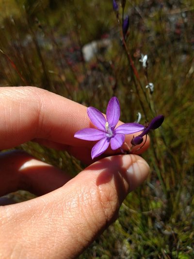 Thereianthus juncifolius, photographed by Seth Musker