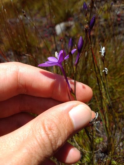 Thereianthus juncifolius, photographed by Seth Musker
