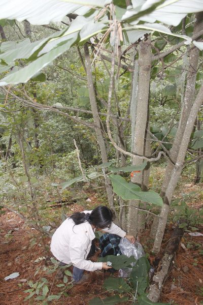 Magnolia nuevoleonensis, photographed by Juan Cruzado Cortés