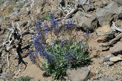 Echium thyrsiflorum, photographed by Ina Siebert