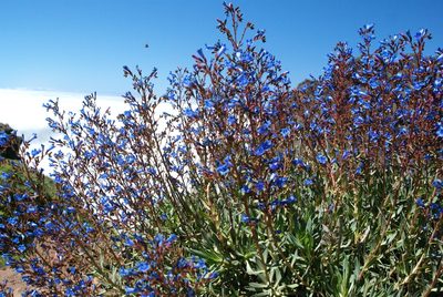 Echium thyrsiflorum, photographed by Ina Siebert