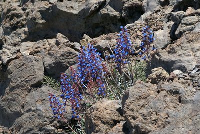 Echium thyrsiflorum, photographed by Ina Siebert