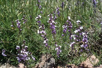 Erysimum scoparium, photographed by Ina Siebert