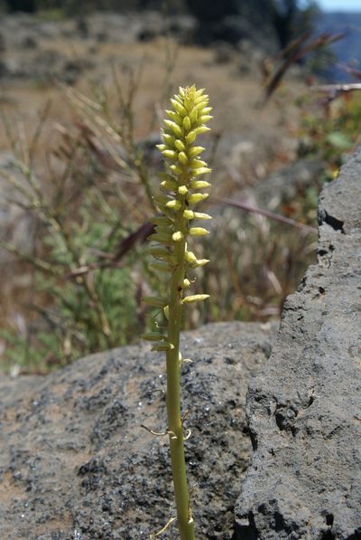 Umbilicus gaditanus, photographed by Ina Siebert