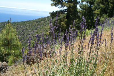 Nepeta teydea, photographed by Ina Siebert