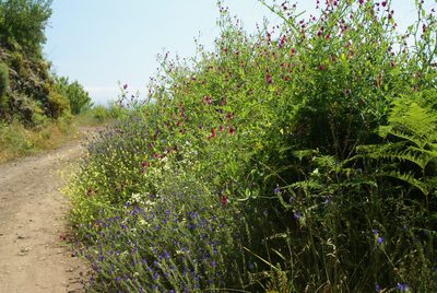 Nepeta teydea, photographed by Ina Siebert