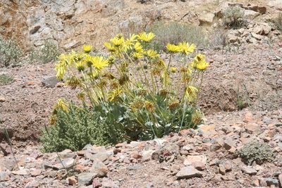 Enceliopsis covillei, photographed by runcator