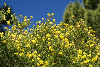Adenocarpus foliolosus, photographed by Ina Siebert
