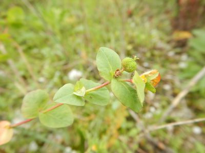 Euphorbia hirsuta, photographed by Duarte Frade
