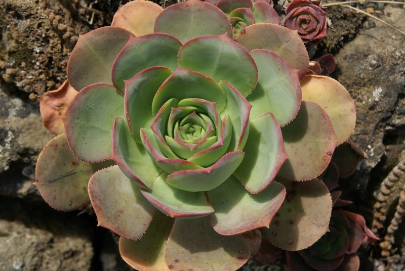Aeonium hierrense, photographed by Ina Siebert