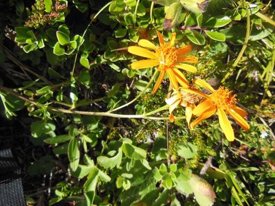 Jacobaea abrotanifolia, photographed by Karsten Rohweder
