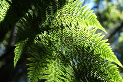 Dryopteris oligodonta, photographed by Ina Siebert