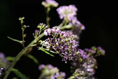 Pericallis papyracea, photographed by Ina Siebert