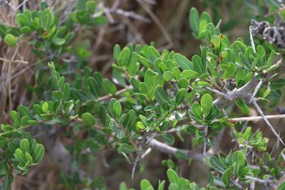 Schinus engleri, photographed by Florencia Grattarola