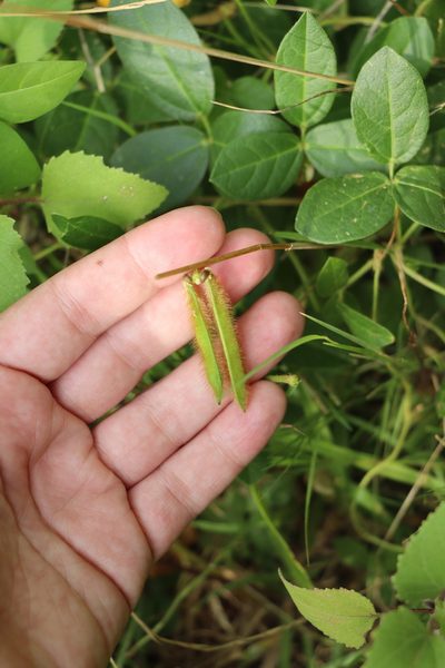 Vigna longifolia, photographed by Florencia Grattarola