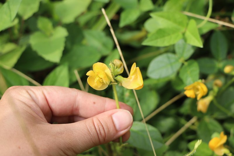 Vigna longifolia, photographed by Florencia Grattarola
