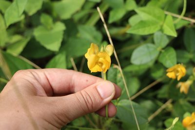 Vigna longifolia, photographed by Florencia Grattarola