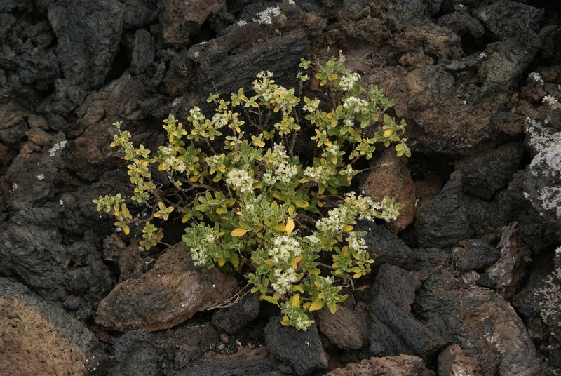 Bystropogon origanifolius, photographed by Ina Siebert