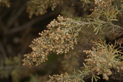 Artemisia thuscula, photographed by Ina Siebert