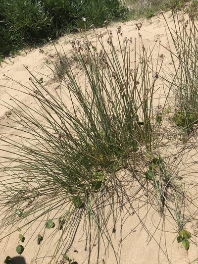 Cyperus trigynus, photographed by Gabriel Laufer