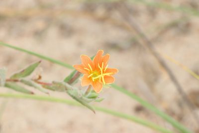 Oenothera mollissima, photographed by Florencia Grattarola