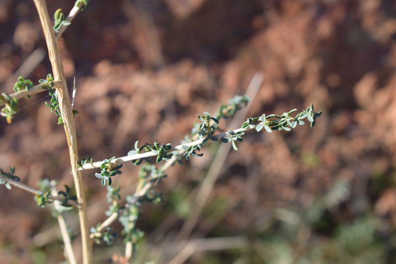 Adenocarpus telonensis, photographed by SK53