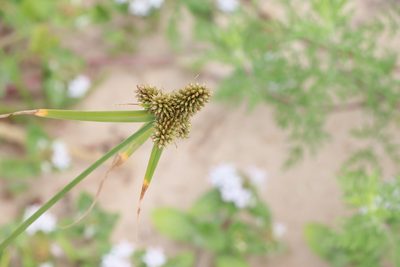Cyperus aggregatus, photographed by Florencia Grattarola