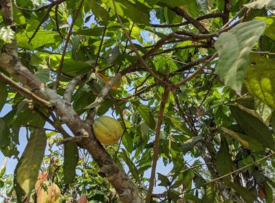 Theobroma cacao, photographed by Isaac Caswell