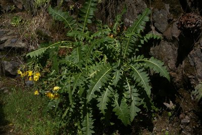 Sonchus hierrensis, photographed by Ina Siebert