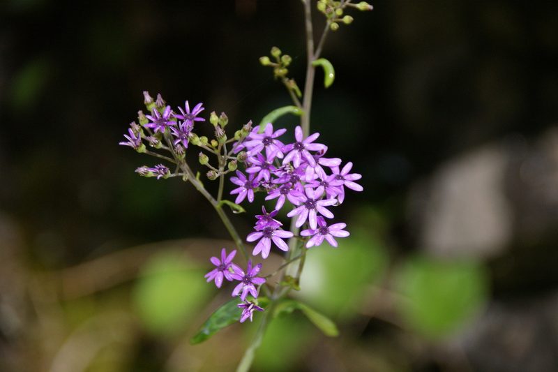 Pericallis papyracea, photographed by Ina Siebert