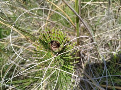 Equisetum giganteum, photographed by Noelia