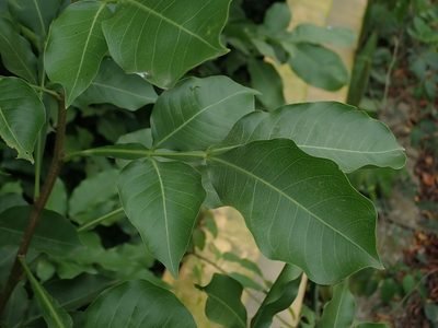 Melicoccus bijugatus, photographed by Daniel Cahen