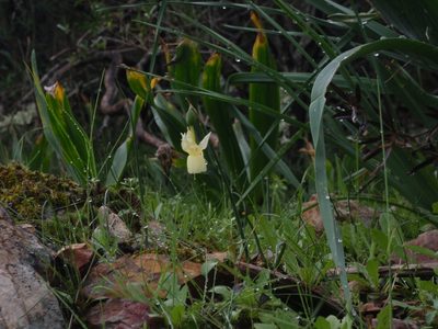 Narcissus triandrus, photographed by Yves Bas