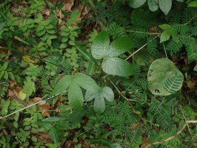 Dalechampia scandens, photographed by Daniel Cahen
