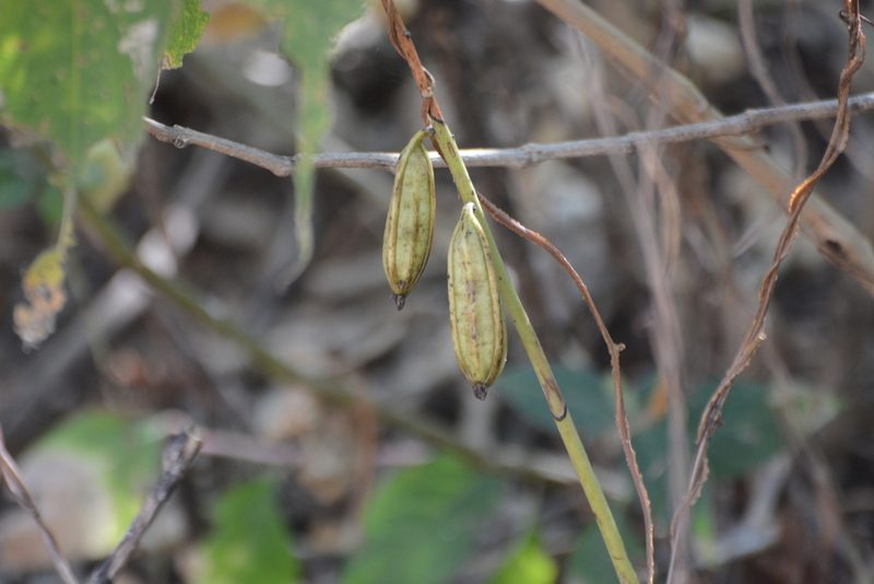 Eulophia herbacea, photographed by S.MORE