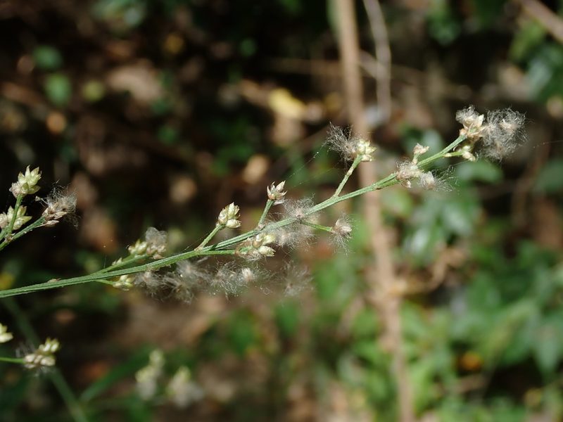 Iresine angustifolia, photographed by Daniel Cahen